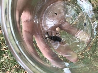 Foto eines Wasserskorpion