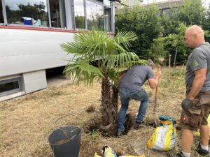 Die Palme wird eingepflanzt
