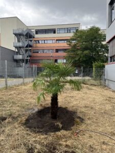 Eingepflanzte Palme mit Blick auf das Schulgebäude des CBG