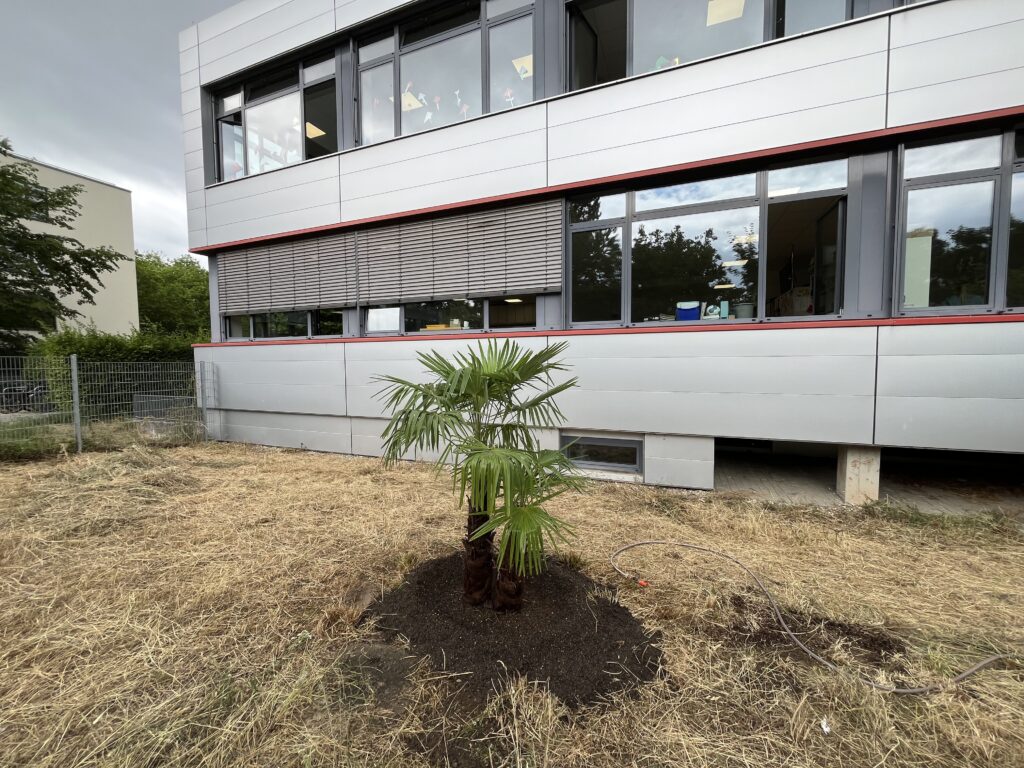 Die Palme nach der Einpflanzung im Schulgarten