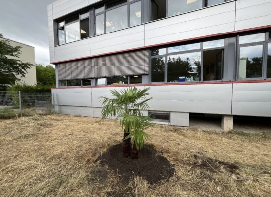 Die Palme nach der Einpflanzung im Schulgarten