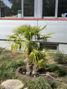 Gepflanzte Palme an das Gedenken