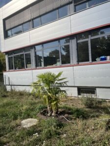 Palme im Schulgarten der MRS